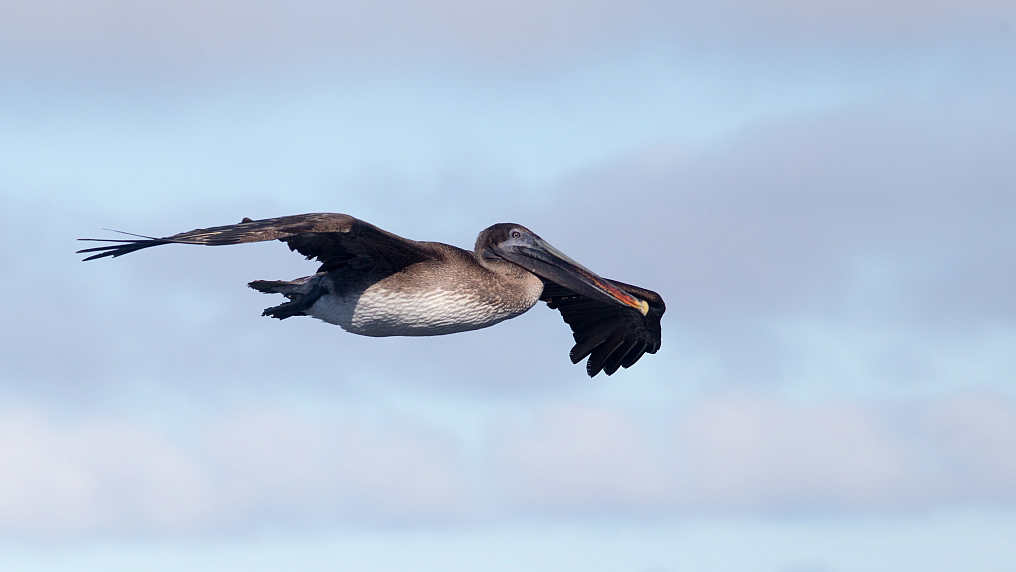 Brown Pelican, Galapagos 2013